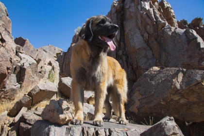 Picture of LEONBERGER WAITING FOR THE MAIL