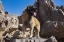 Picture of LEONBERGER WAITING FOR THE MAIL