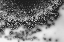 Picture of BEET JUICE AND SALT CRYSTALS