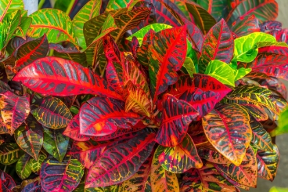 Picture of COLORFUL LEAVES-MOOREA-TAHITI-FRENCH POLYNESIA