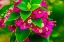 Picture of PINK BOUGAINVILLEA CLOSEUP-MOOREA-TAHITI-FRENCH POLYNESIA