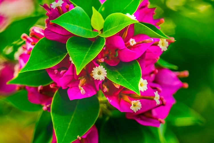 Picture of PINK BOUGAINVILLEA CLOSEUP-MOOREA-TAHITI-FRENCH POLYNESIA