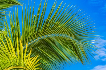 Picture of GREEN PALM FRONDS-MOOREA-TAHITI-FRENCH POLYNESIA