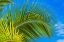 Picture of GREEN PALM FRONDS-MOOREA-TAHITI-FRENCH POLYNESIA