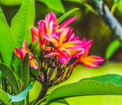 Picture of FRANGIPANI PLUMERIA-MOOREA-TAHITI-FRENCH POLYNESIA