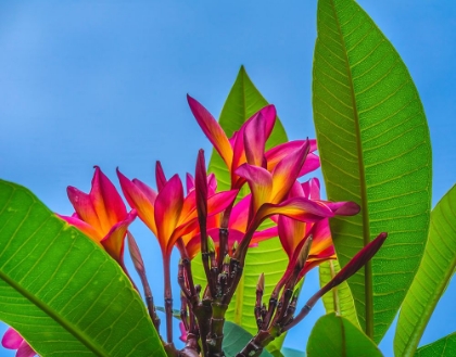 Picture of FRANGIPANI PLUMERIA-MOOREA-TAHITI-FRENCH POLYNESIA