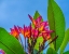 Picture of FRANGIPANI PLUMERIA-MOOREA-TAHITI-FRENCH POLYNESIA