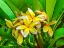 Picture of FRANGIPANI PLUMERIA-MOOREA-TAHITI-FRENCH POLYNESIA