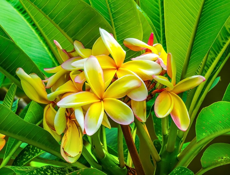 Picture of FRANGIPANI PLUMERIA-MOOREA-TAHITI-FRENCH POLYNESIA