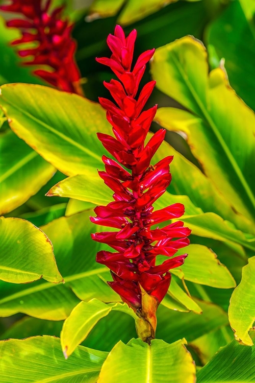 Picture of PINECONE GINGER-MOOREA-TAHITI-FRENCH POLYNESIA-NATIVE TO MALAYSIA