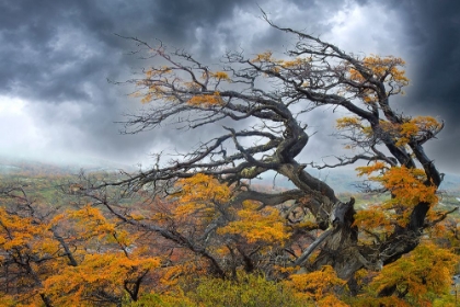 Picture of ARGENTINA-PATAGONIA-FIERCE WINDS HAVE SHAPED THESE TREES