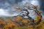Picture of ARGENTINA-PATAGONIA-FIERCE WINDS HAVE SHAPED THESE TREES