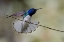 Picture of BELIZE-CENTRAL AMERICA-WHITE-NECKED JACOBIN-FEEDING AT CHAN CHICK ECOLODGE