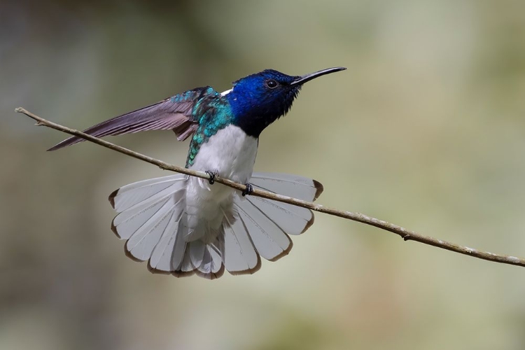 Picture of BELIZE-CENTRAL AMERICA-WHITE-NECKED JACOBIN-FEEDING AT CHAN CHICK ECOLODGE