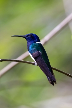 Picture of BELIZE-CENTRAL AMERICA-WHITE-NECKED JACOBIN-FEEDING AT CHAN CHICK ECOLODGE