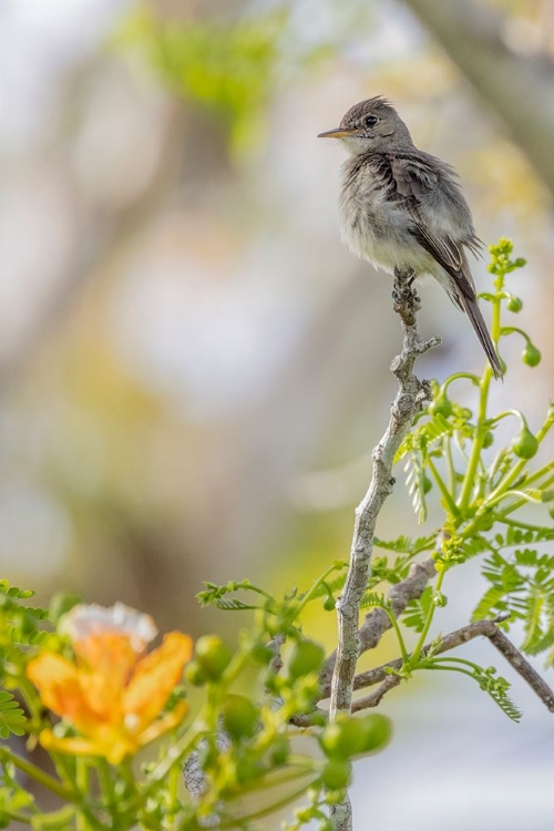 Picture of BELIZE-CENTRAL AMERICA-MORELETS SEEDEATER