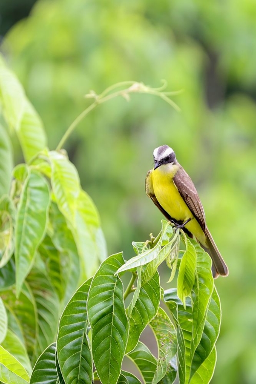 Picture of BELIZE-CENTRAL AMERICA-TROPICAL KINGBIRD