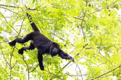 Picture of BELIZE-CENTRAL AMERICA-HOWLER MONKEY-THEIR HOWLING CAN TRAVEL UP TO 5 KM IN THE DENSE TROPICAL FORE