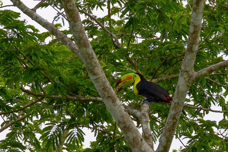 Picture of BELIZE-CENTRAL AMERICA-KEEL-BILLED TOUCAN