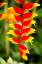 Picture of BELIZE-CENTRAL AMERICA-ORANGE AND RED PARROTS BEAK FLOWER