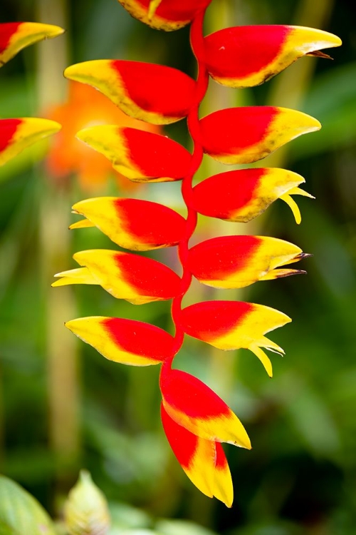 Picture of BELIZE-CENTRAL AMERICA-ORANGE AND RED PARROTS BEAK FLOWER