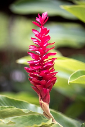 Picture of BELIZE-CENTRAL AMERICA-RED TORCH GINGER FLOWER