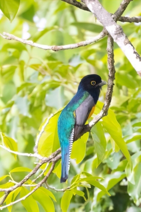 Picture of BELIZE-CENTRAL AMERICA-GARTERED TROGON WITH IRIDESCENT BLUISH BACK