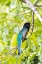 Picture of BELIZE-CENTRAL AMERICA-GARTERED TROGON WITH IRIDESCENT BLUISH BACK