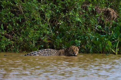 Picture of A JAGUAR-PANTHERA ONCA-IN THE RIVER