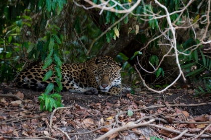 Picture of JAGUAR-PANTANAL-MATO GROSSO-BRAZIL