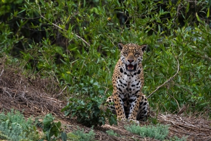 Picture of A JAGUAR-PANTHERA ONCA-STANDING