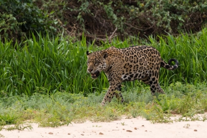 Picture of JAGUAR-PANTANAL-MATO GROSSO-BRAZIL