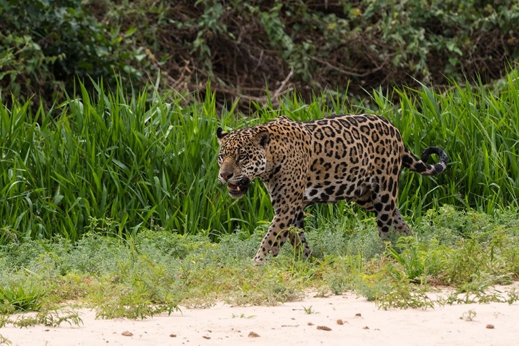 Picture of JAGUAR-PANTANAL-MATO GROSSO-BRAZIL