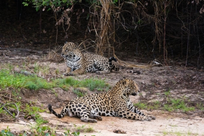Picture of A PAIR OF MATING JAGUARS-PANTHERA ONCA-RESTING ON THE BEACH