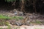 Picture of A PAIR OF MATING JAGUARS-PANTHERA ONCA-RESTING ON THE BEACH