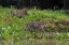 Picture of JAGUAR-PANTANAL-MATO GROSSO-BRAZIL