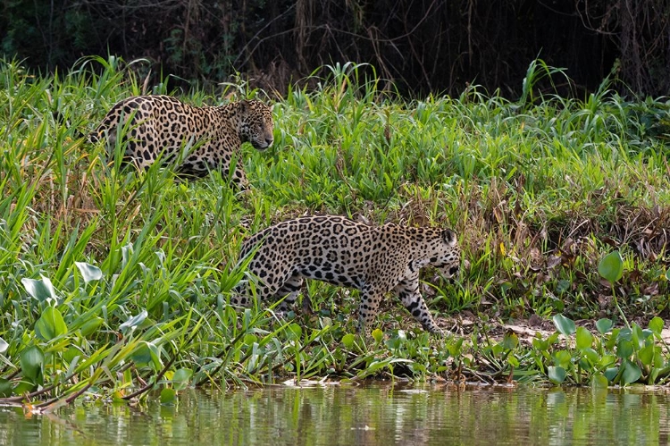 Picture of JAGUAR-PANTANAL-MATO GROSSO-BRAZIL