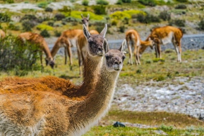 Picture of GUANACOS WILD LAMAS EATING SALT-ATACAMA SALT FLATS-TORRES DEL PAINE NATIONAL PARK-PATAGONIA-CHILE