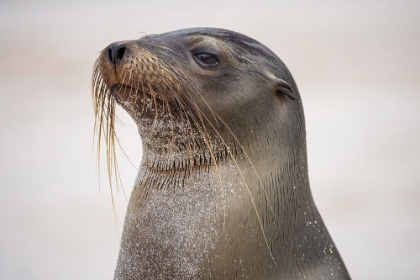 Picture of GALAPAGOS SEA LION-SAN CRISTOBAL ISLAND-GALAPAGOS ISLANDS-ECUADOR