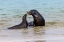Picture of MALE AND FEMALE GALAPAGOS SEA LIONS-SAN CRISTOBAL ISLAND-GALAPAGOS ISLANDS-ECUADOR