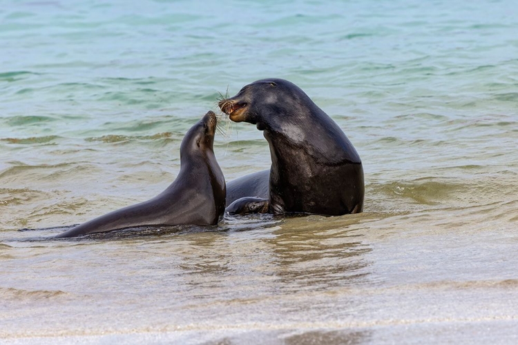 Picture of MALE AND FEMALE GALAPAGOS SEA LIONS-SAN CRISTOBAL ISLAND-GALAPAGOS ISLANDS-ECUADOR