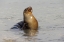 Picture of GALAPAGOS SEA LION-SAN CRISTOBAL ISLAND-GALAPAGOS ISLANDS-ECUADOR