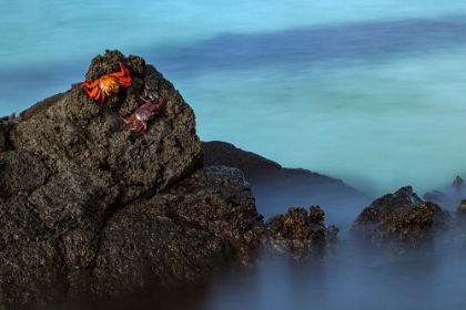 Picture of SALLY LIGHTFOOT CRAB SAN CRISTOBAL ISLAND-GALAPAGOS ISLANDS-ECUADOR