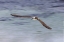 Picture of BLUE-FOOTED BOOBY DIVING FOR FISH-SAN CRISTOBAL ISLAND-GALAPAGOS ISLANDS-ECUADOR