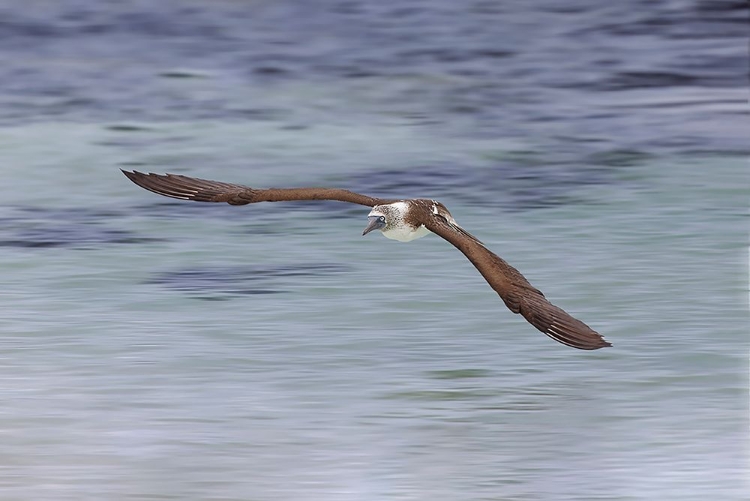 Picture of BLUE-FOOTED BOOBY DIVING FOR FISH-SAN CRISTOBAL ISLAND-GALAPAGOS ISLANDS-ECUADOR