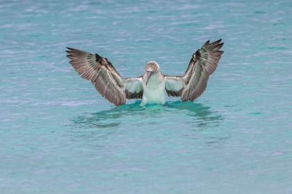 Picture of BLUE-FOOTED BOOBY DIVING FOR FISH-SAN CRISTOBAL ISLAND-GALAPAGOS ISLANDS-ECUADOR