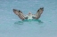 Picture of BLUE-FOOTED BOOBY DIVING FOR FISH-SAN CRISTOBAL ISLAND-GALAPAGOS ISLANDS-ECUADOR