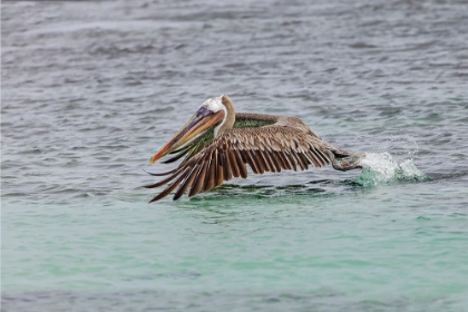 Picture of BROWN PELICAN TAKING OFF FROM WATER-SAN CRISTOBAL ISLAND-GALAPAGOS ISLANDS-ECUADOR