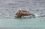 Picture of BROWN PELICAN TAKING OFF FROM WATER-SAN CRISTOBAL ISLAND-GALAPAGOS ISLANDS-ECUADOR