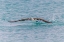 Picture of BLUE-FOOTED BOOBY DIVING FOR FISH-SAN CRISTOBAL ISLAND-GALAPAGOS ISLANDS-ECUADOR